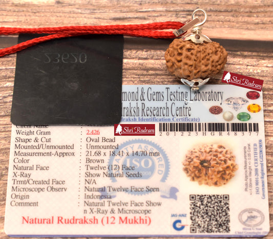 ShriRudram 12 Mukhi Rudraksha / Twelve Face Rudraksh Java Bead Lab Certified 21.68 MM