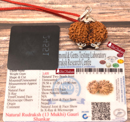 ShriRudram 13 Mukhi Gauri Shankar Rudraksha / Thirteen Face Gouri Sankar Rudraksh Nepal Bead Lab Certified 29.56 MM