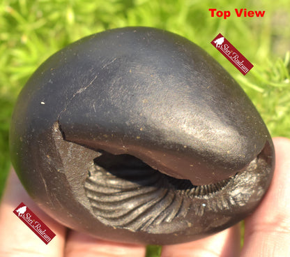 ShriRudram Rare Hamsa Shaligram, Saligram Stone - Gandaki Nepal, Ritual Object, Pooja Item, Vishnu Puja, Religious Gifts HS162