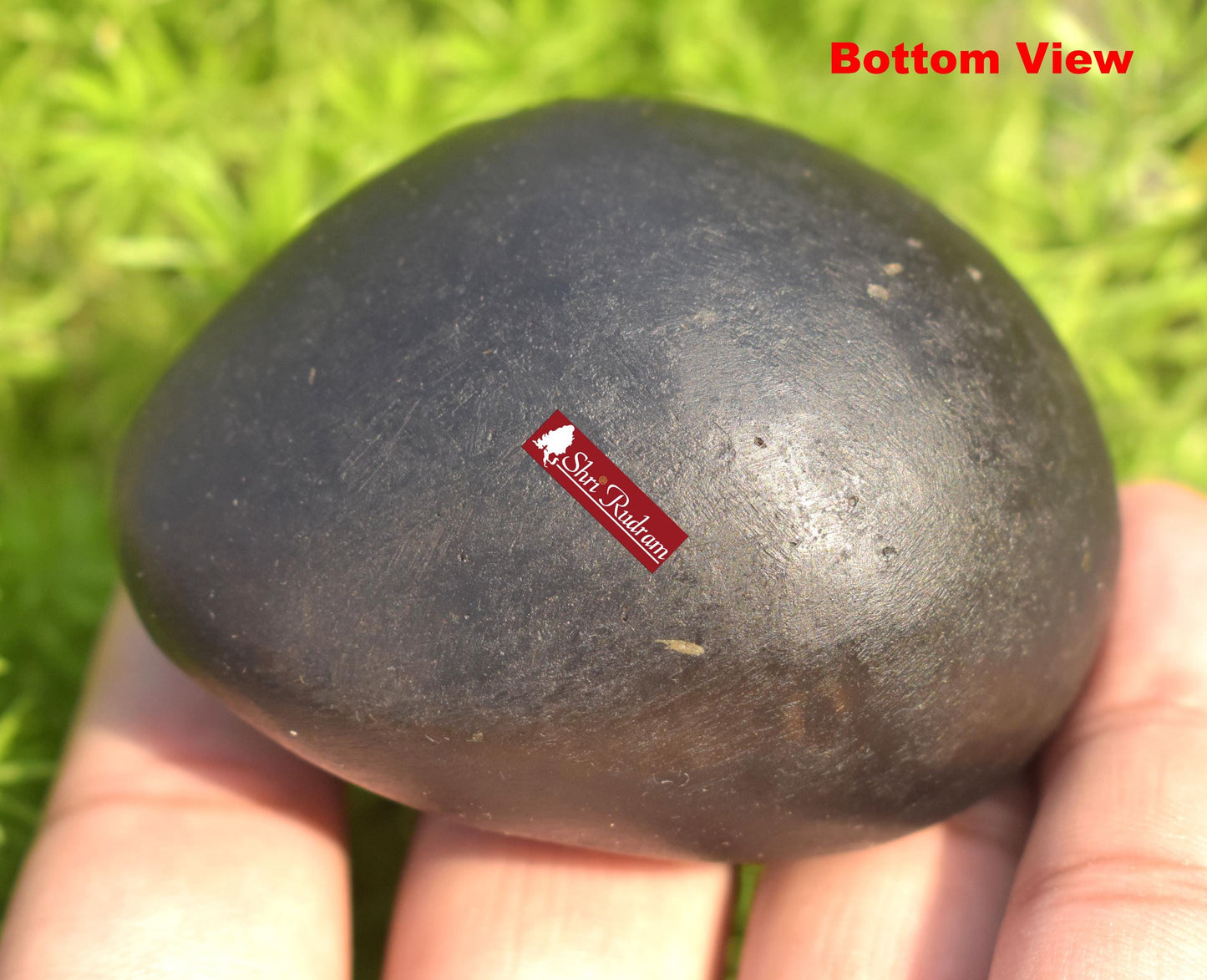 ShriRudram Rare Hamsa Shaligram, Saligram Stone - Gandaki Nepal, Ritual Object, Pooja Item, Vishnu Puja, Religious Gifts HS162