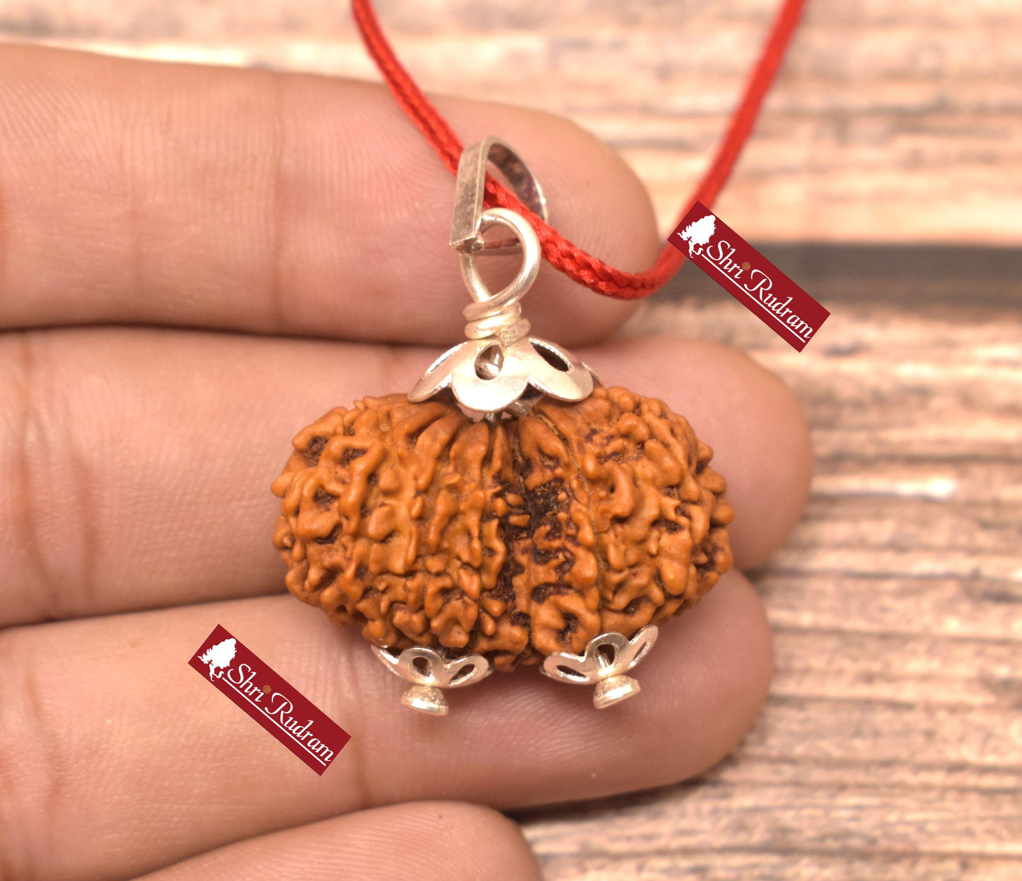 ShriRudram 13 Mukhi Gauri Shankar Rudraksha / Thirteen Face Gouri Sankar Rudraksh Nepal Bead Lab Certified 29.56 MM