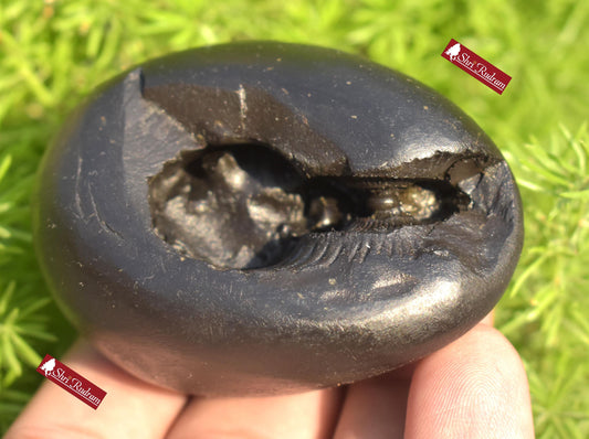 ShriRudram Rare Hamsa Shaligram, Saligram Stone - Gandaki Nepal, Ritual Object, Pooja Item, Vishnu Puja, Religious Gifts HS162