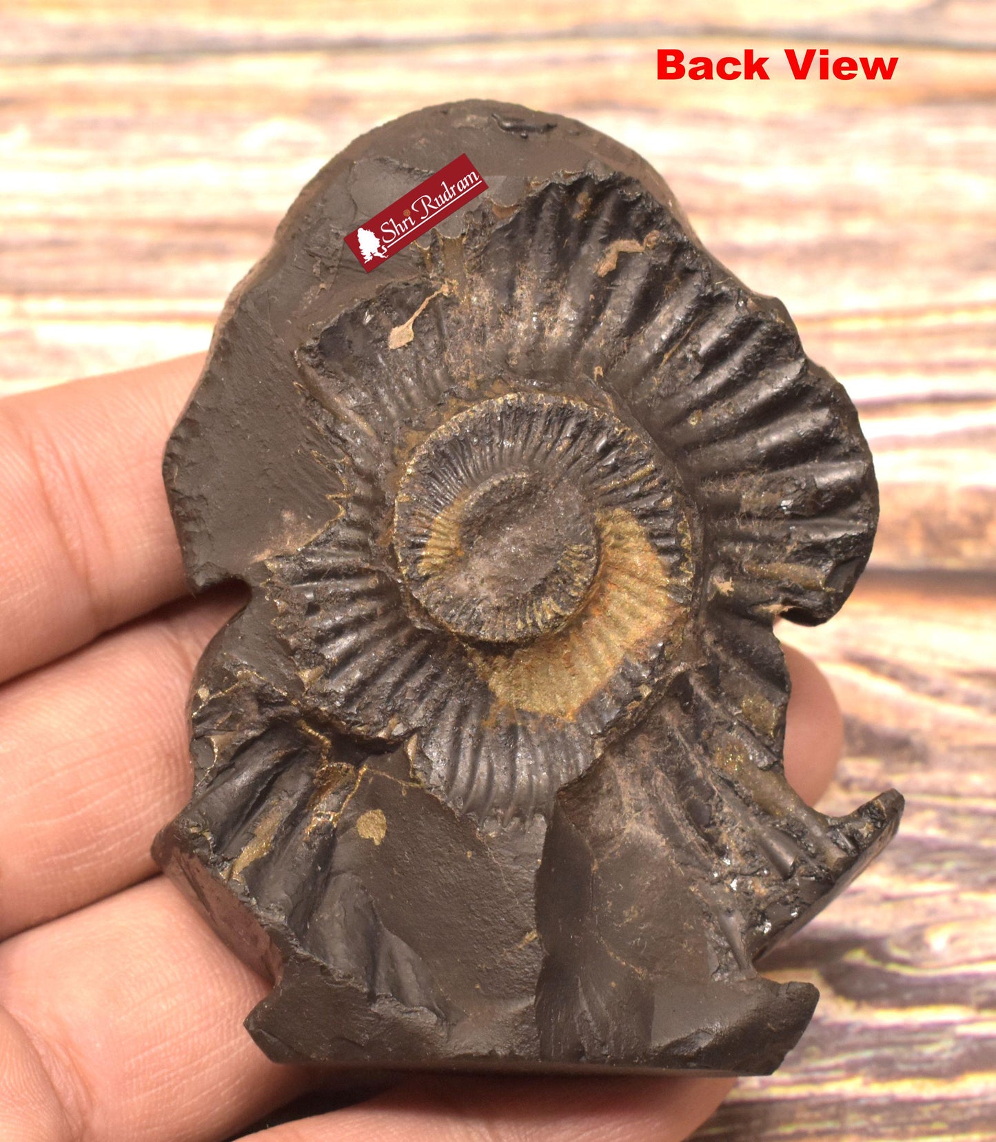 ShriRudram Narsimha Murti / Standing Narasimha Idol Carved on Golden Sudarshan Shaligram Nepal SHN125