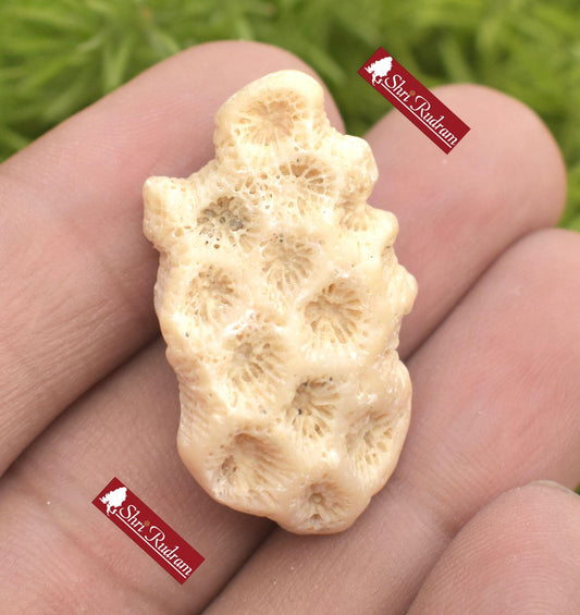 ShriRudram Rare Dwarika Shila - Divine Stone, Religious Gifts, KrishnaHoly Stone, Ritual Pooja Item, Sacred Stone, Hinduism, Home Shrine D09