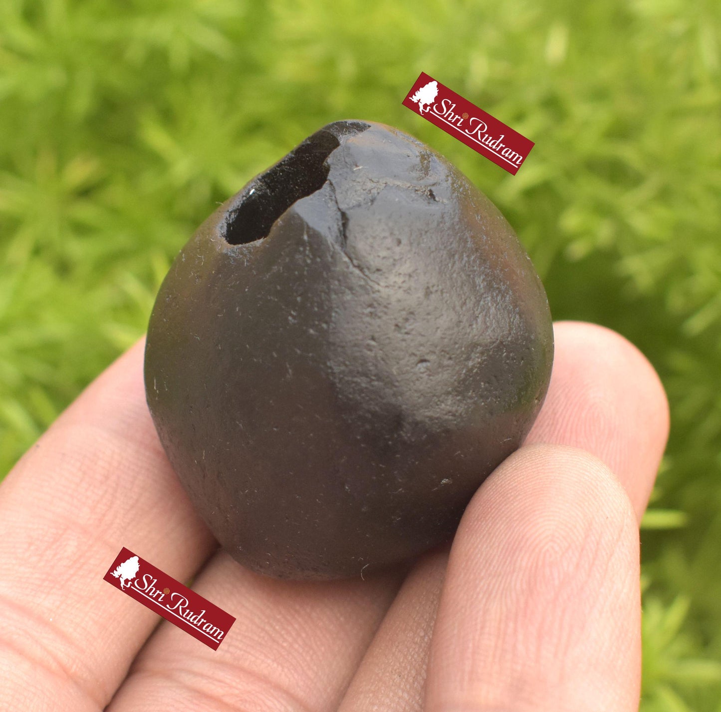 ShriRudram Harihara Shaligram , Hari Hara Shaligram Maha Vishnu Shiva Saligram Stone Gandaki Nepal, Religious Gifts HS46