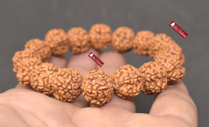 Shri Rudram 6 Mukhi Rudraksha Bracelet / Six Face Rudraksh Wristlet Java Lab Certified 15 MM D1