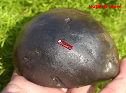 ShriRudram Big Size Golden Narsimha Shaligram, Saligram Stone Gandaki Nepal, Ritual Object, Pooja Item, Vishnu Puja, Religious Gifts NS365