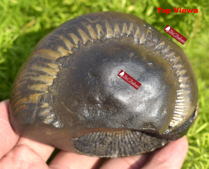 ShriRudram Big Size Golden Narsimha Shaligram, Saligram Stone Gandaki Nepal, Ritual Object, Pooja Item, Vishnu Puja, Religious Gifts NS365