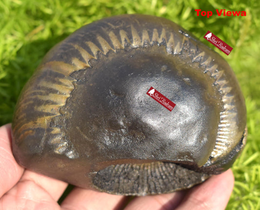 ShriRudram Big Size Golden Narsimha Shaligram, Saligram Stone Gandaki Nepal, Ritual Object, Pooja Item, Vishnu Puja, Religious Gifts NS365