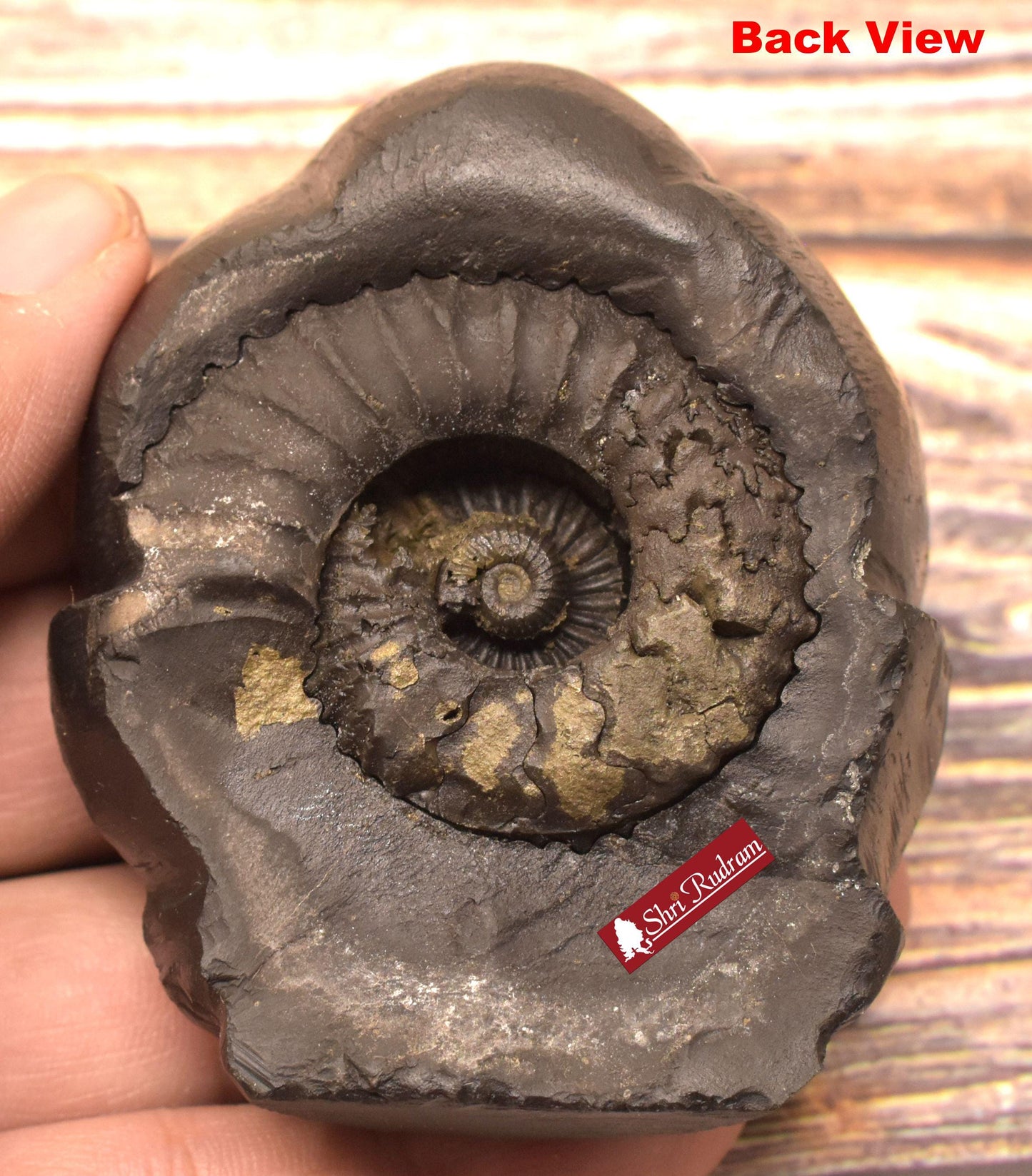 ShriRudram Narayan Murti / Badri Narayan Idol Carved on Sudarshan Shaligram BN206