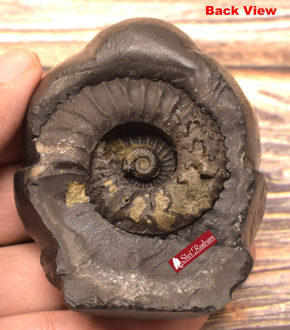 ShriRudram Narayan Murti / Badri Narayan Idol Carved on Sudarshan Shaligram BN206