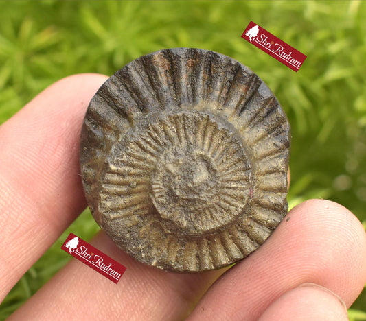 ShriRudram Sudarshan Shaligram / Sudershan Saligram Stone Ammolite Gandaki Nepal AMZ25