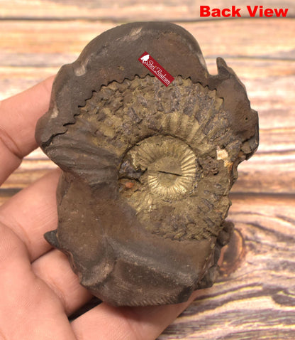 ShriRudram Narsimha Idol / Sthanu Narasimha On Golden Sudarshan Shaligram of Gandaki river Nepal SN234