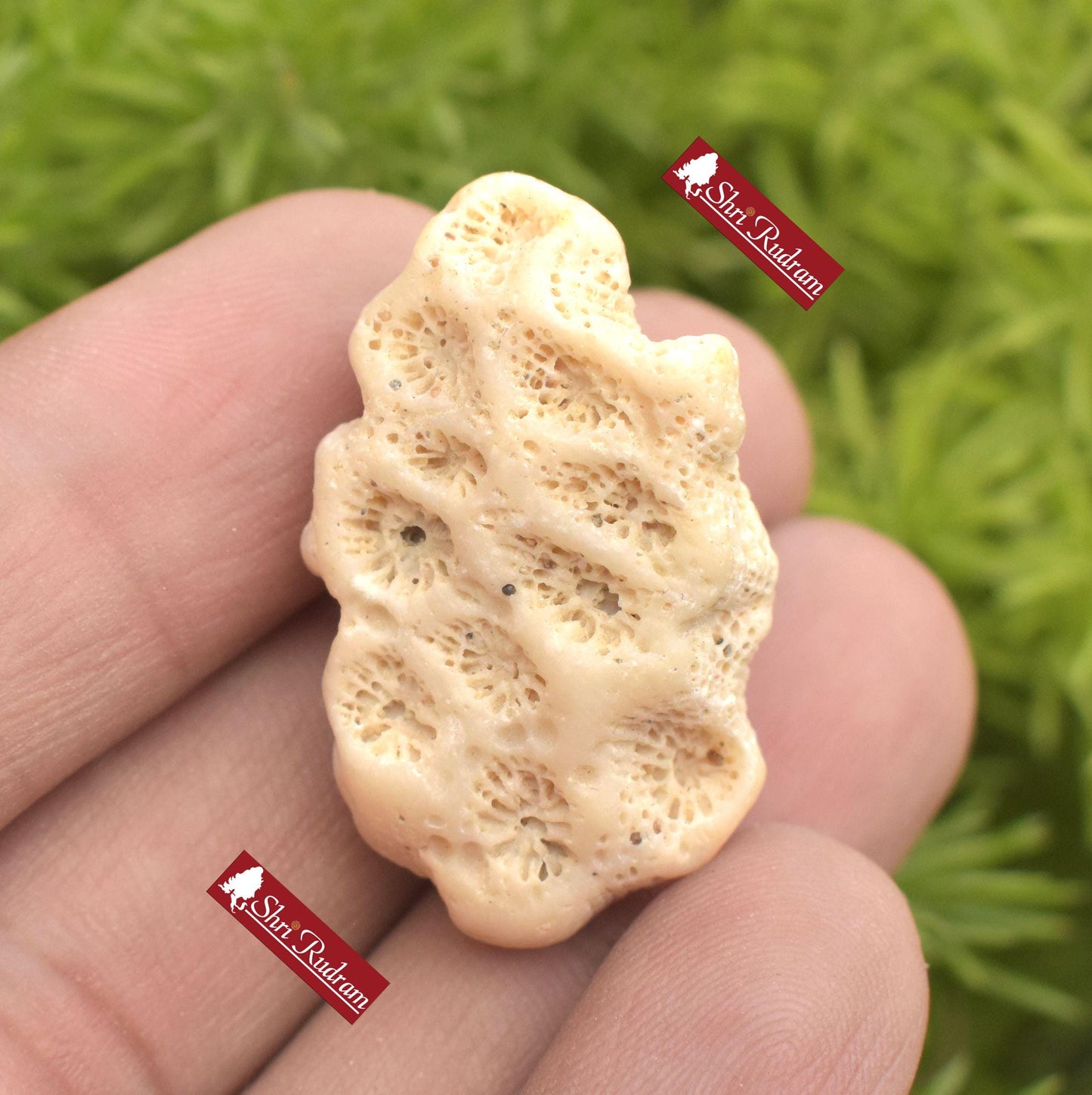 ShriRudram Rare Dwarika Shila - Divine Stone, Religious Gifts, KrishnaHoly Stone, Ritual Pooja Item, Sacred Stone, Hinduism, Home Shrine D09