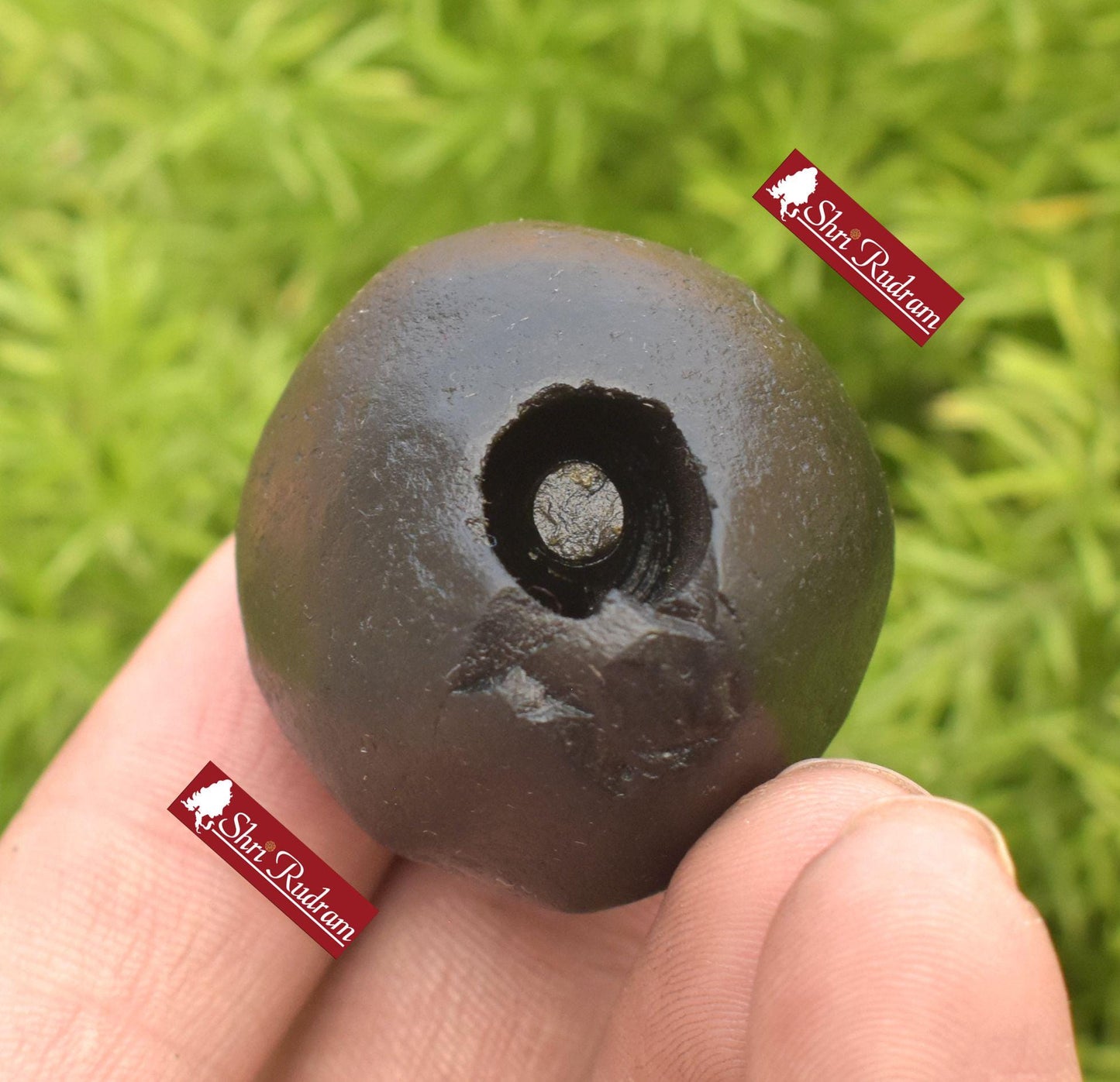 ShriRudram Harihara Shaligram , Hari Hara Shaligram Maha Vishnu Shiva Saligram Stone Gandaki Nepal, Religious Gifts HS46