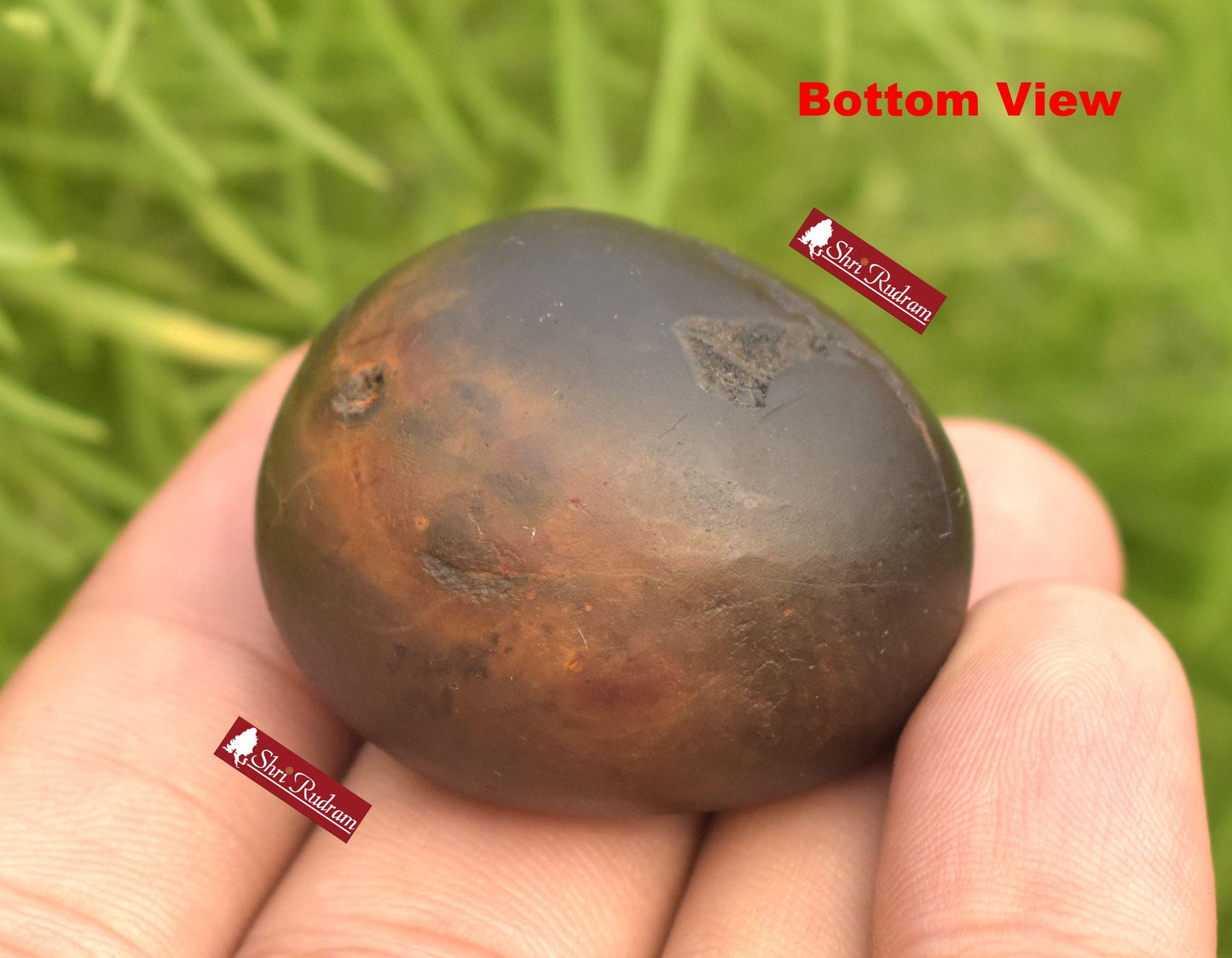 ShriRudram Rare Brown Vaman Shaligram / Vamana Saligram Stone Small Gandaki Nepal VS34