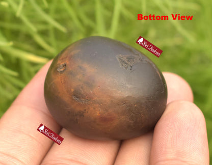 ShriRudram Rare Brown Vaman Shaligram / Vamana Saligram Stone Small Gandaki Nepal VS34