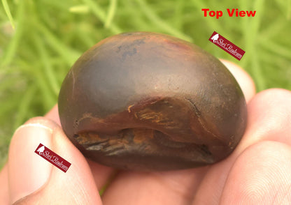 ShriRudram Rare Brown Vaman Shaligram / Vamana Saligram Stone Small Gandaki Nepal VS34