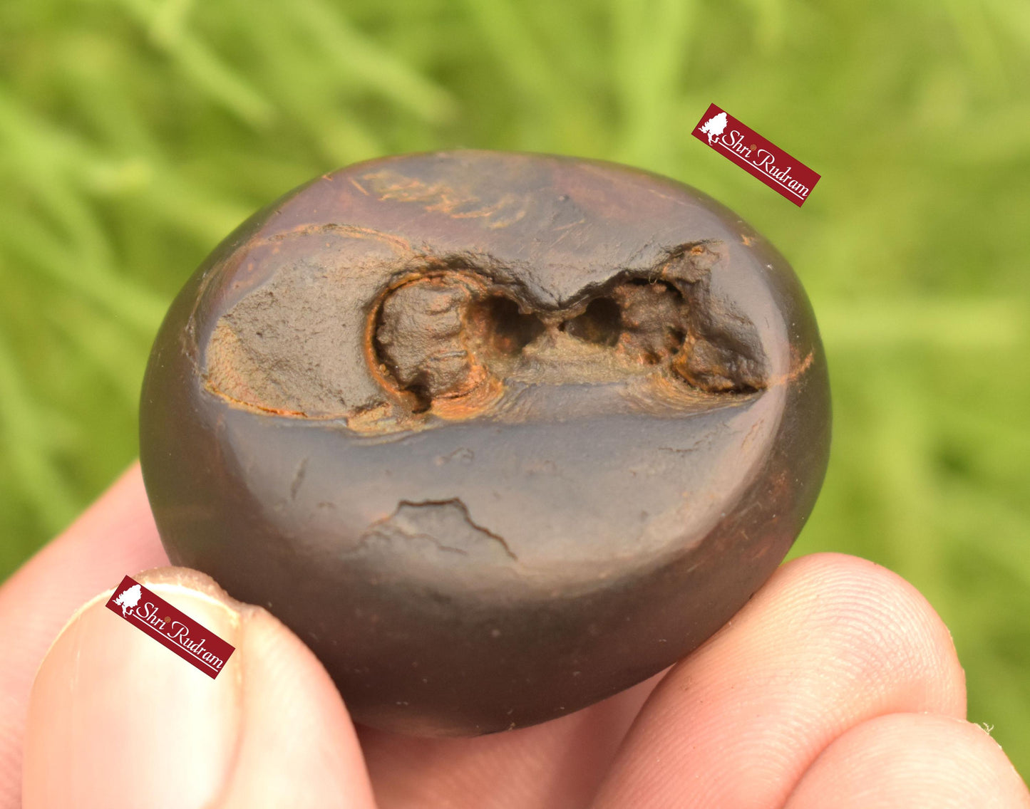 ShriRudram Rare Brown Vaman Shaligram / Vamana Saligram Stone Small Gandaki Nepal VS34