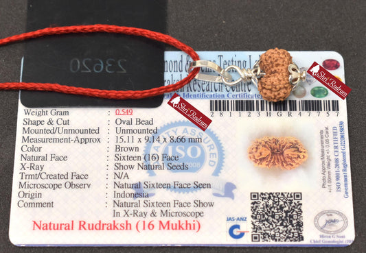 ShriRudram 16 Mukhi Rudraksha / Sixteen Face Rudraksh Java Bead Lab Certified 15.11 MM