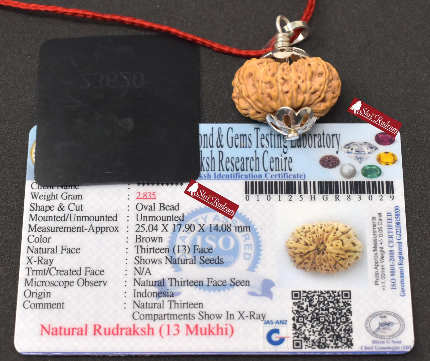 ShriRudram 13 Mukhi Rudraksha / Thirteen Face Rudraksh Java Bead Lab Certified 25.04 MM