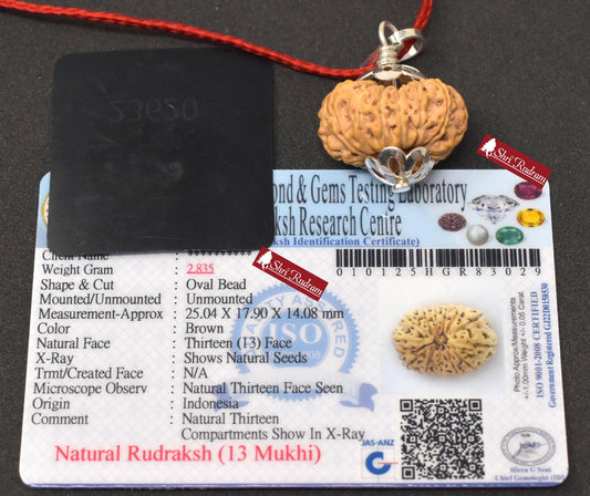 ShriRudram 13 Mukhi Rudraksha / Thirteen Face Rudraksh Java Bead Lab Certified 25.04 MM