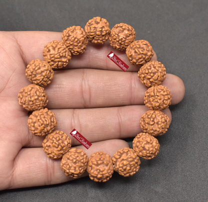 Shri Rudram 6 Mukhi Rudraksha Bracelet / Six Face Rudraksh Wristlet Java Lab Certified 15 MM D1