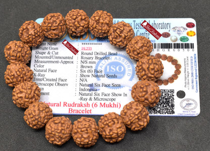 Shri Rudram 6 Mukhi Rudraksha Bracelet / Six Face Rudraksh Wristlet Java Lab Certified 15 MM D1