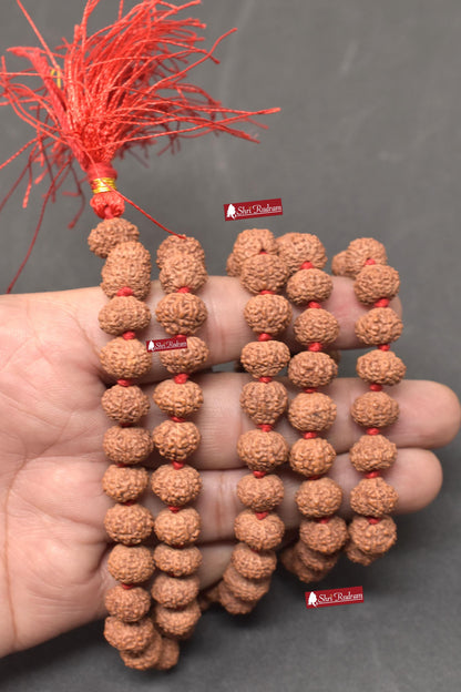 ShriRudram 10 Mukhi Rudraksha Mala / Ten Face Rudraksh Rosary Java Lab Certified 10-11 MM
