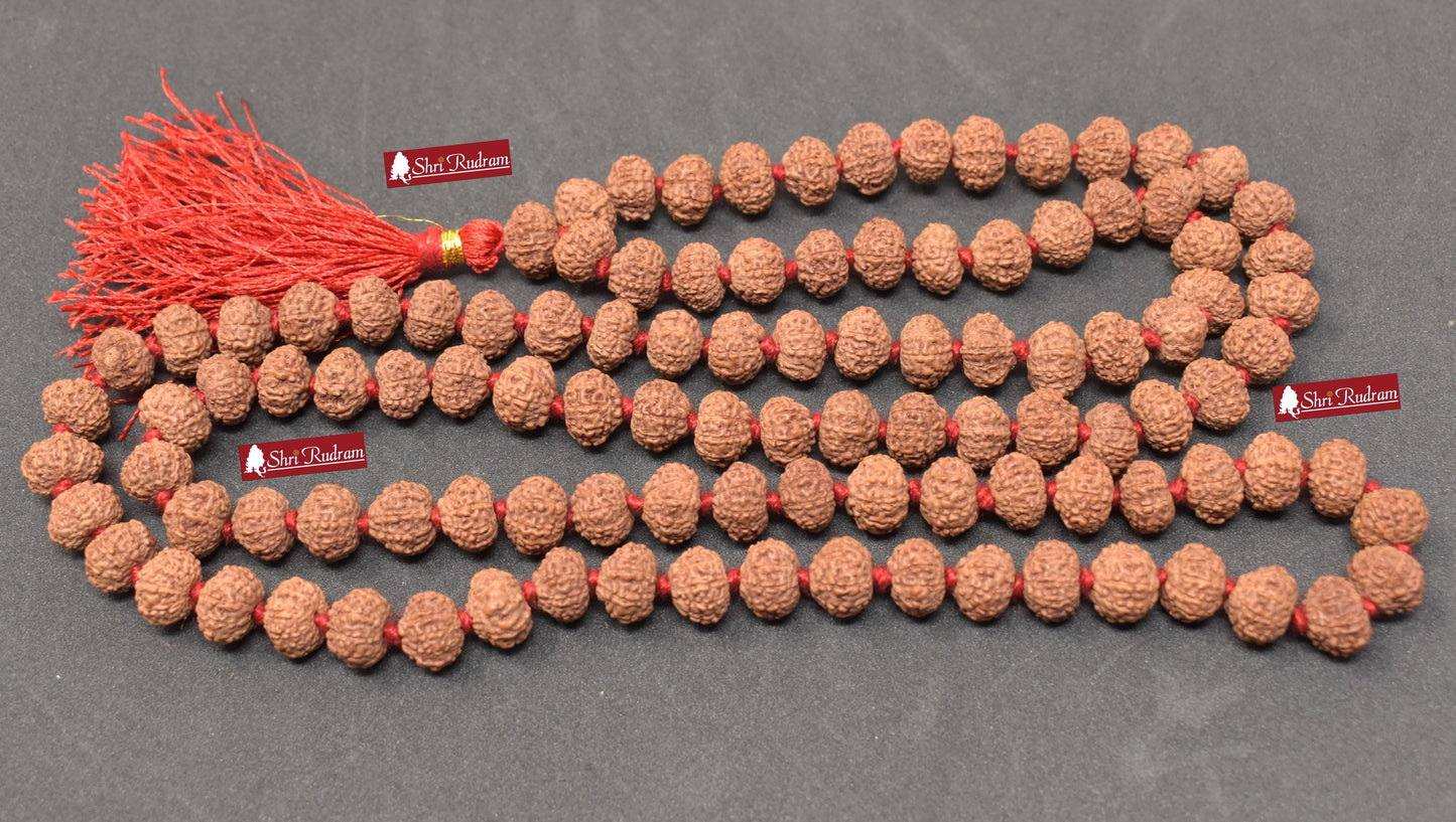 ShriRudram 10 Mukhi Rudraksha Mala / Ten Face Rudraksh Rosary Java Lab Certified 10-11 MM