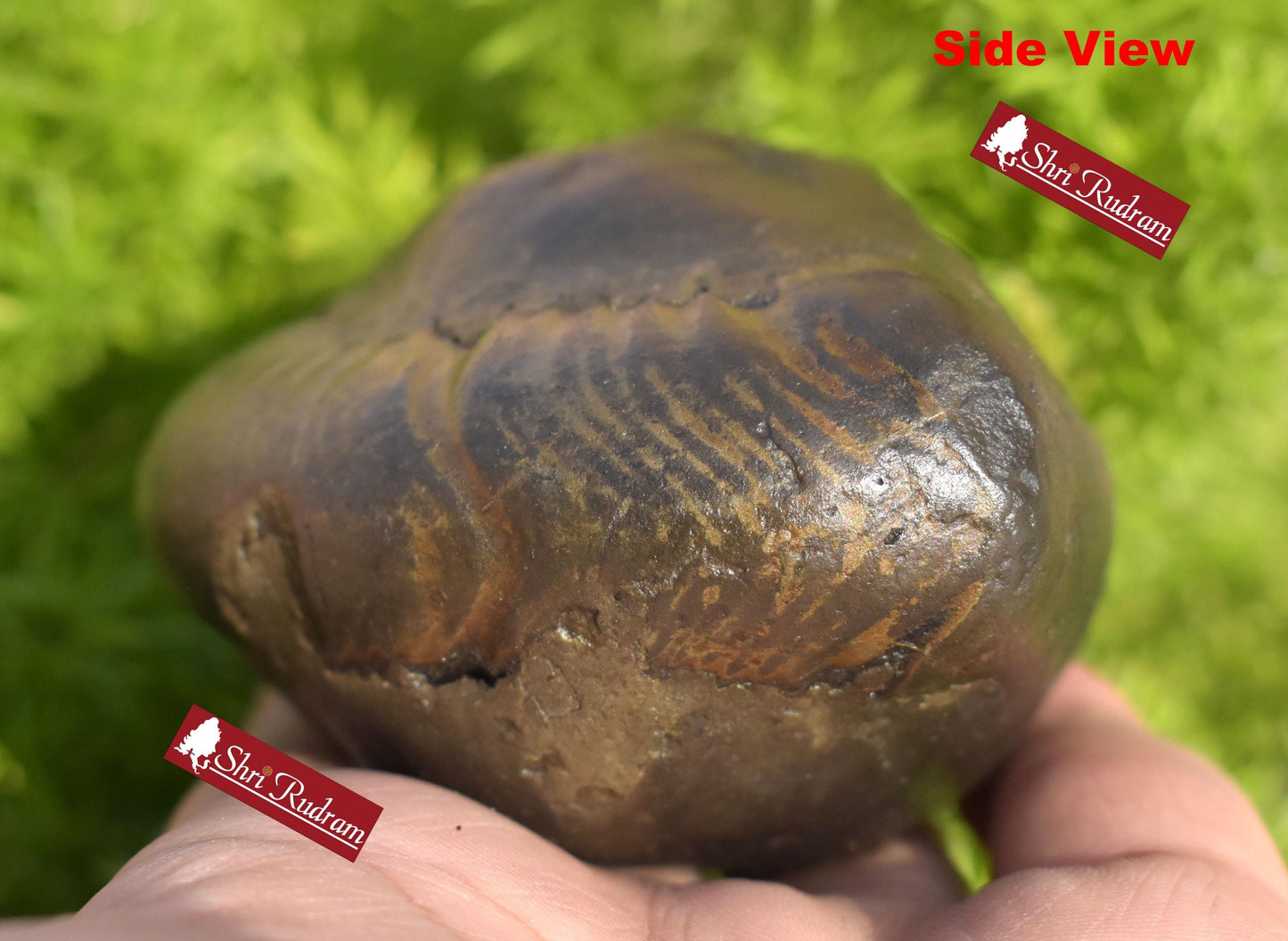 ShriRudram Big Size Golden Narsimha Shaligram, Saligram Stone Gandaki Nepal, Ritual Object, Pooja Item, Vishnu Puja, Religious Gifts NS365