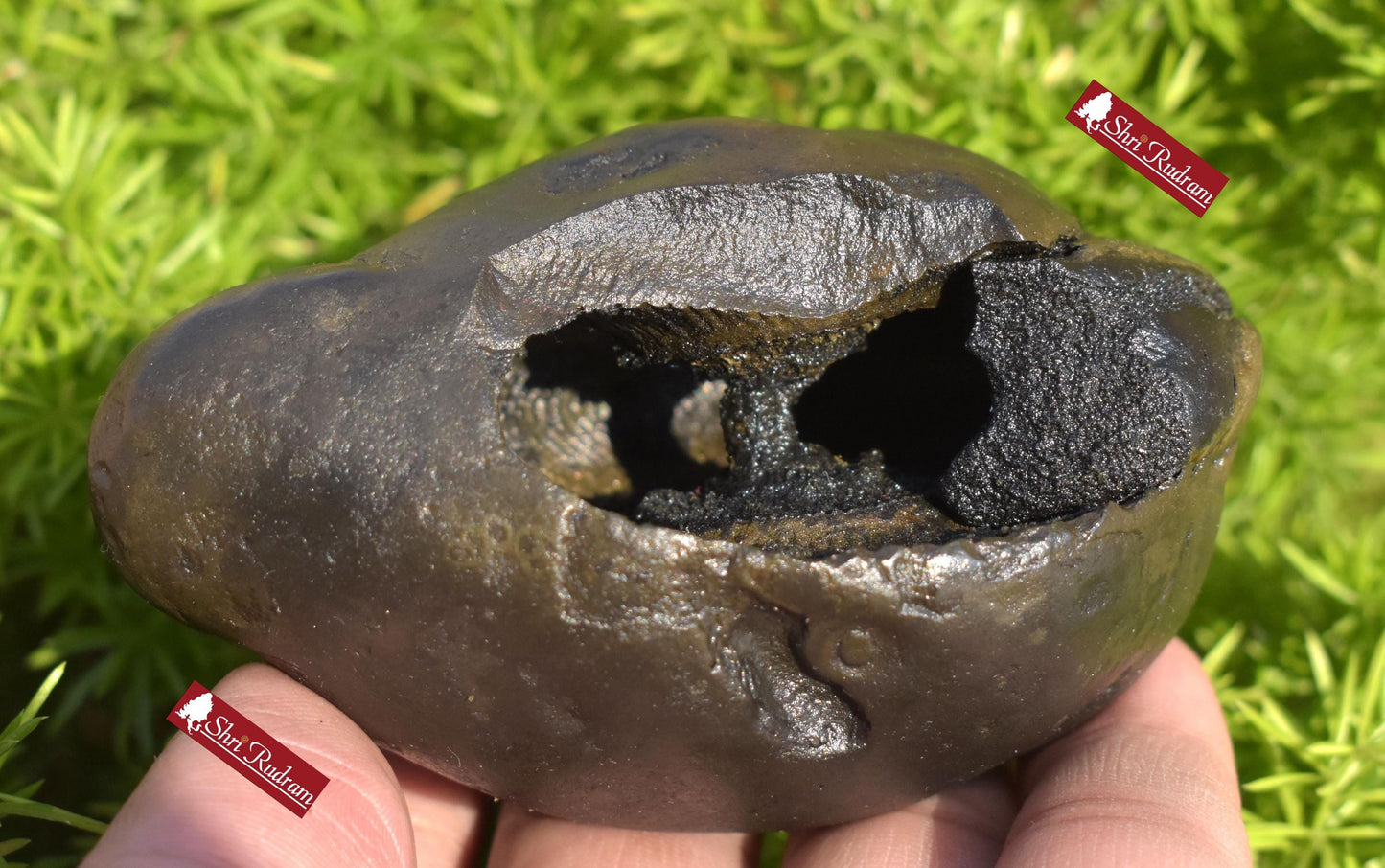 ShriRudram Big Size Golden Narsimha Shaligram, Saligram Stone Gandaki Nepal, Ritual Object, Pooja Item, Vishnu Puja, Religious Gifts NS365