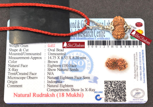 ShriRudram 18 Mukhi Rudraksha / Eighteen Face Rudraksh Java Bead Lab Certified 14.75 MM