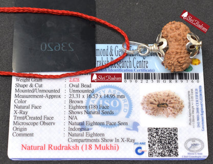 ShriRudram 18 MUkhi Rudraksha / Eighteen Face Rudraksh Java Bead Lab Certified 23.31 MM