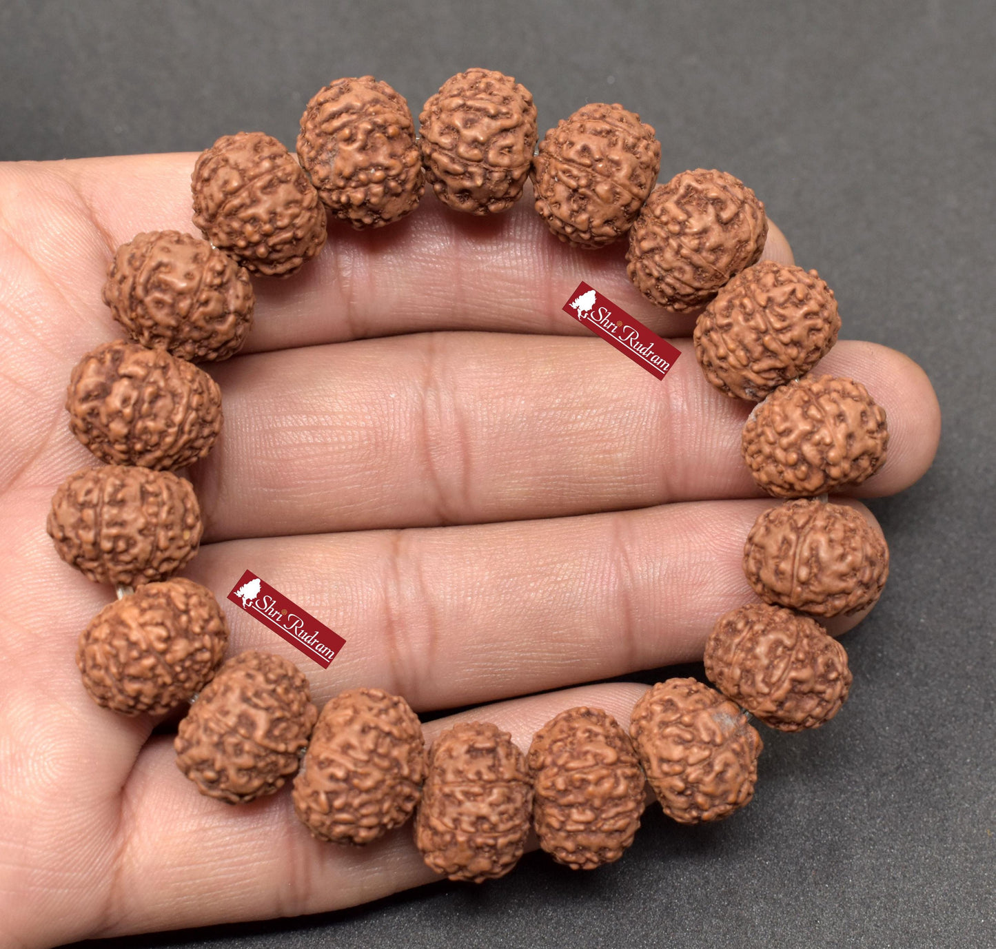 Shri Rudram 8 Mukhi Rudraksha Bracelet / Eight Face Rudraksh Wristlet Java Lab Certified 15 MM