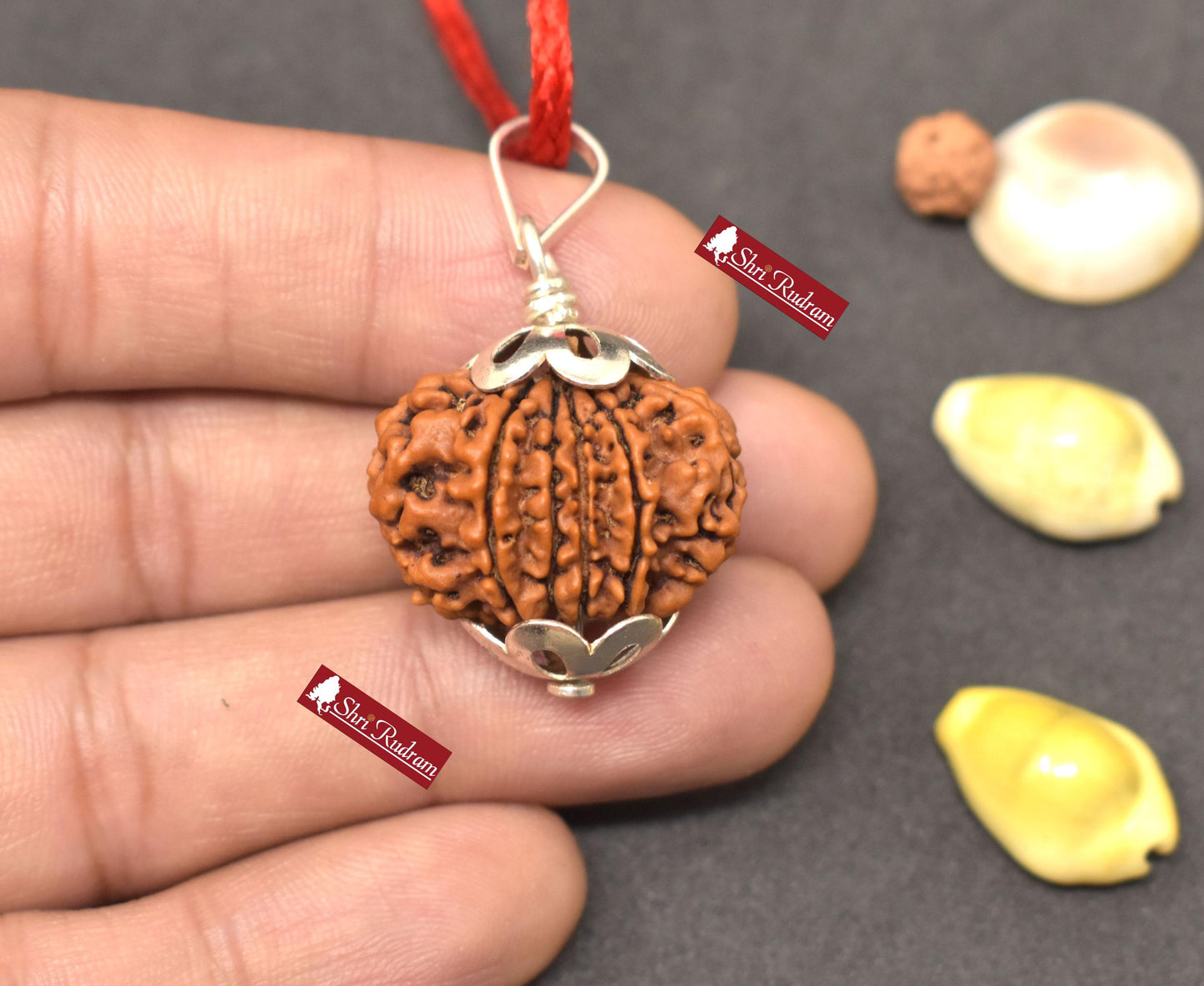 ShriRudram 11 Mukhi Rudraksha / Eleven Face Rudraksh Nepal Bead Lab Certified 24.76 MM