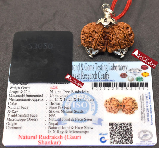 ShriRudram Gauri Shankar Rudraksha / Gouri Sankar Rudraksh Nepal Bead Lab Certified 33.15 MM
