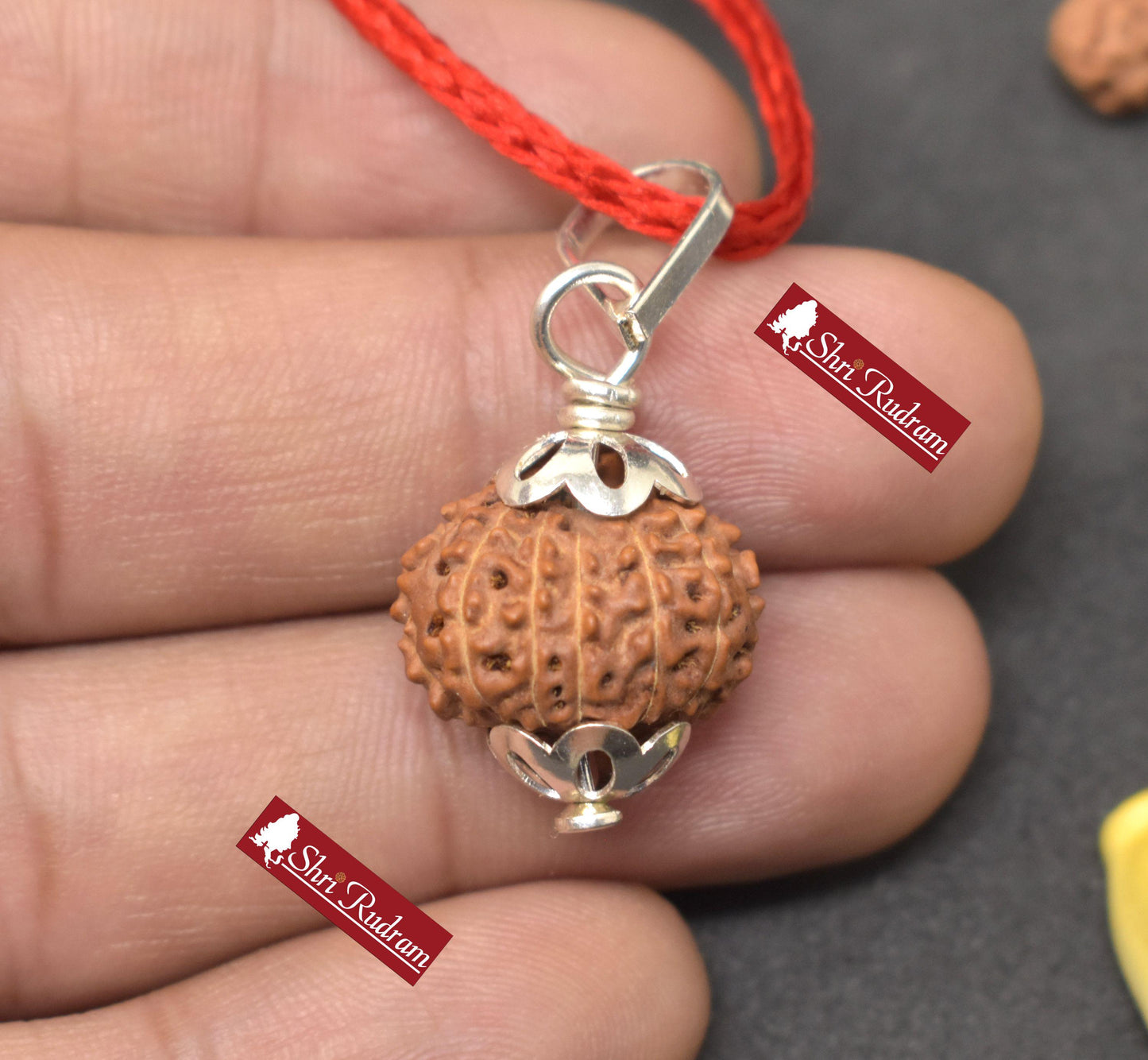 ShriRudram 12 Mukhi Rudraksha / Twelve Face Rudraksh Java Bead Lab Certified 17.56 MM
