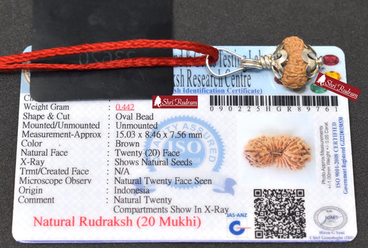 ShriRudram 20 Mukhi Rudraksha / Twenty Face Rudraksh Java Bead Lab Certified 15.03 MM