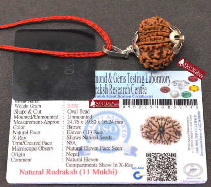 ShriRudram 11 Mukhi Rudraksha / Eleven Face Rudraksh Nepal Bead Lab Certified 24.76 MM
