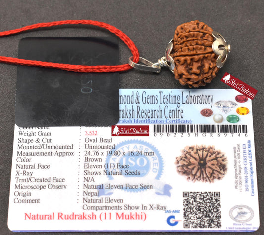 ShriRudram 11 Mukhi Rudraksha / Eleven Face Rudraksh Nepal Bead Lab Certified 24.76 MM