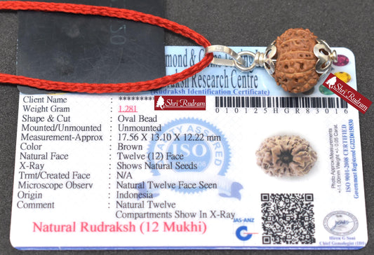 ShriRudram 12 Mukhi Rudraksha / Twelve Face Rudraksh Java Bead Lab Certified 17.56 MM