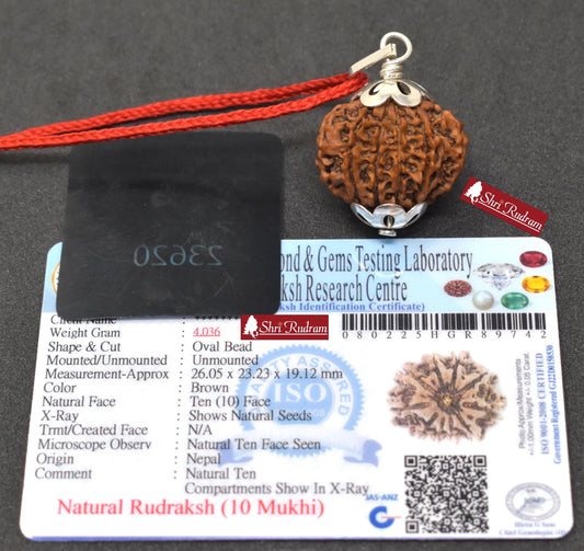ShriRudram 10 Mukhi Rudraksha / Ten Face Rudraksh Nepal Bead Lab Certified 26.05 MM
