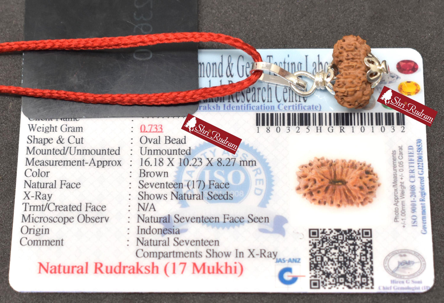 ShriRudram 17 Mukhi Rudraksha / Seventeen Face Rudraksh Java Bead Lab Certified 16.18 MM