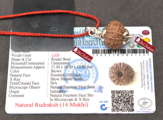 ShriRudram 14 Mukhi Rudraksha Fourteen Face Rudraksh Java Bead Pendant Yoga Jewelry Lab Certified 15.67 MM