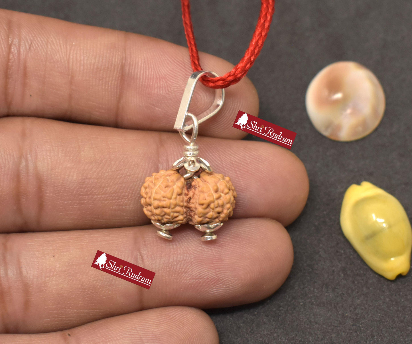 ShriRudram 13 Mukhi Gauri Shankar Rudraksha / Gouri Sankar Rudraksh Java  Bead Lab Certified 16.85 MM