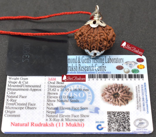 ShriRudram 11 Mukhi Rudraksha / Eleven Face Rudraksh Nepal Bead Lab Certified 25.62  MM