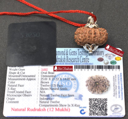 ShriRudram 12 Mukhi Rudraksha / Twelve Face Rudraksh Java Bead Lab Certified 25.01 MM