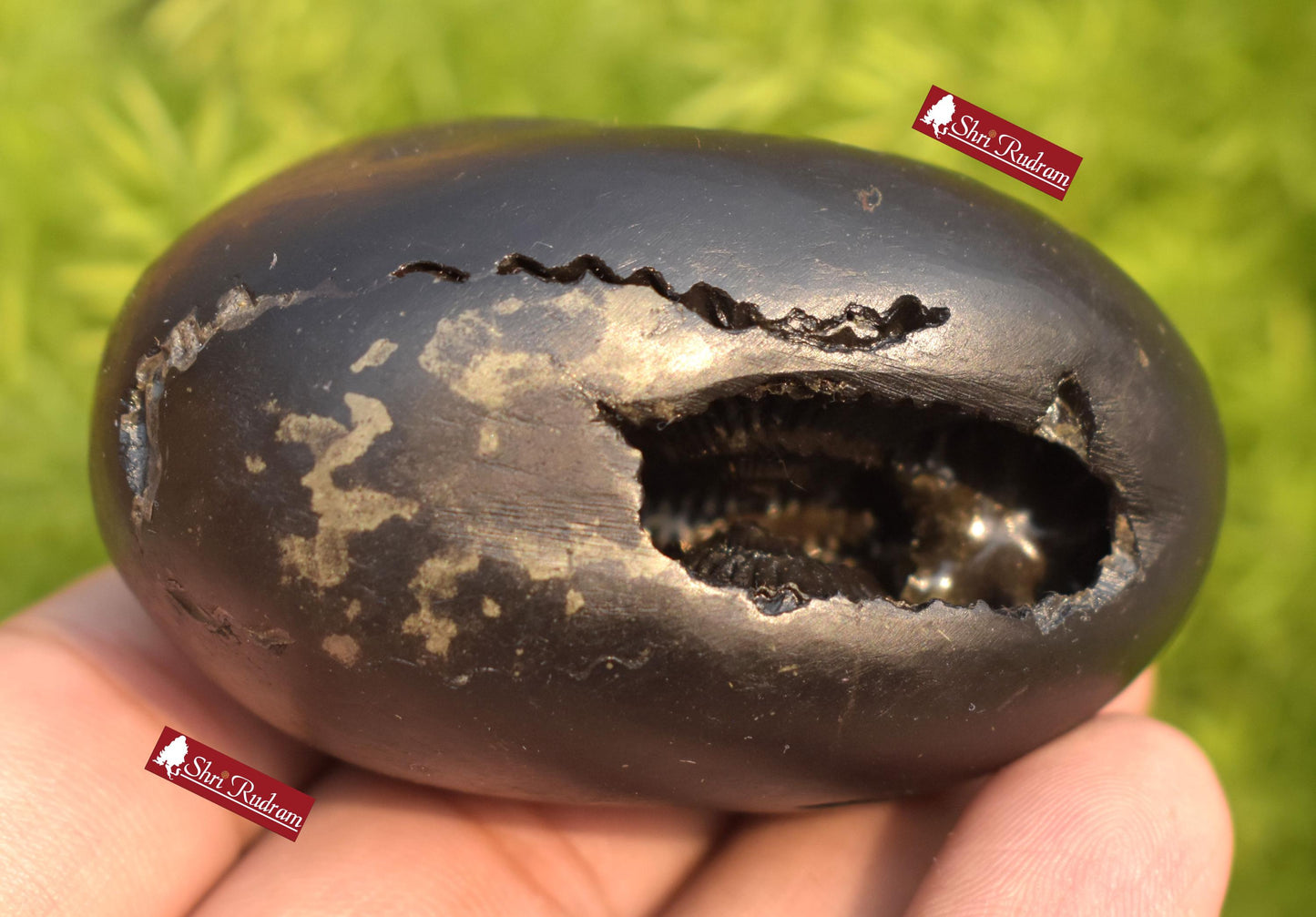 ShriRudram Lakshmikant Shaligram, Lakshmikanta  Saligram Stone  Gandaki River Nepal, Ritual Object, Shaligram Shila LK141