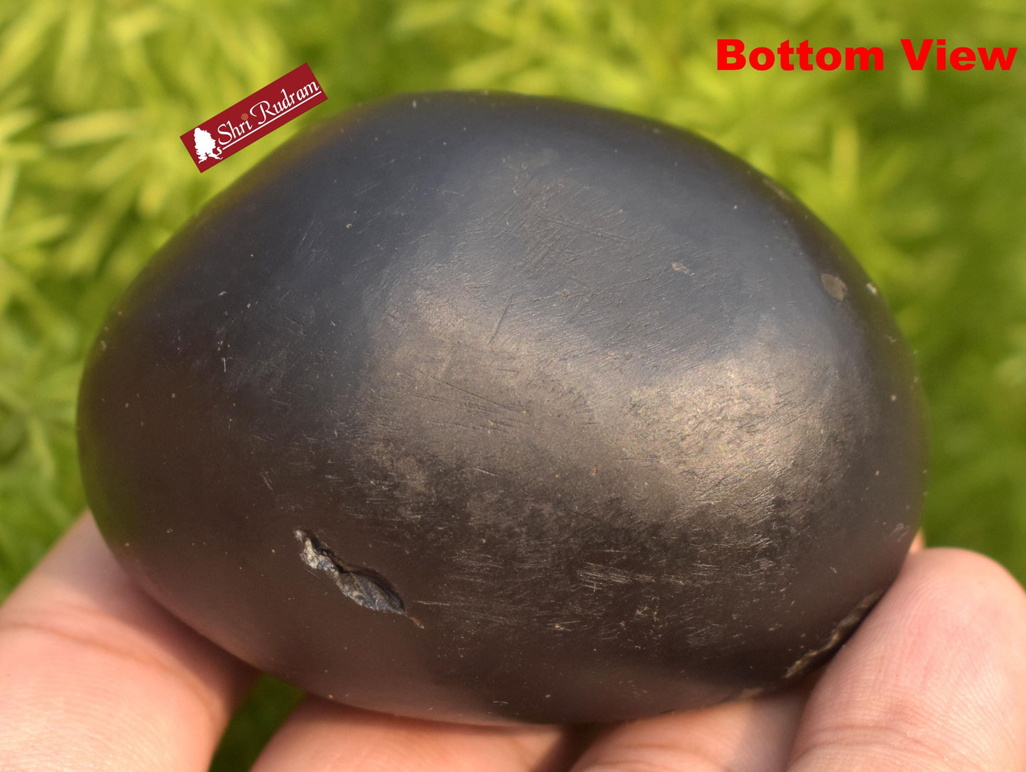 ShriRudram Lakshmikant Shaligram, Lakshmikanta  Saligram Stone  Gandaki River Nepal, Ritual Object, Shaligram Shila LK141